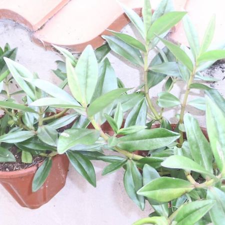 וויטבי Kikas Cottage, Rear 89 Church Street, White Horse Yard מראה חיצוני תמונה